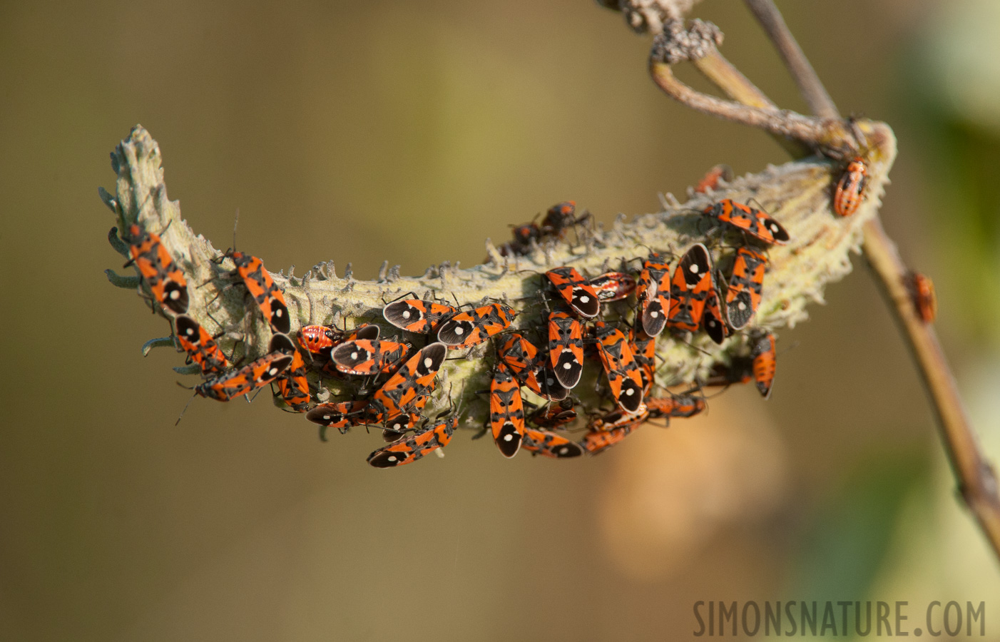 Lygaeus equestris [550 mm, 1/2000 Sek. bei f / 8.0, ISO 1600]